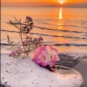 Meet your Posher, Mandi